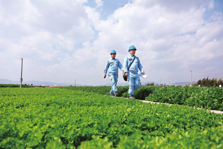 云南玉溪供電局組織黨員服務(wù)隊(duì)到田間地頭保障農(nóng)戶(hù)春灌用電